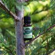 Forest Fresh Essential Oil Blend- The Best Blend To Make The Home Smell Like A Real Christmas Tree For Discount